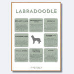 posterly labradoodle