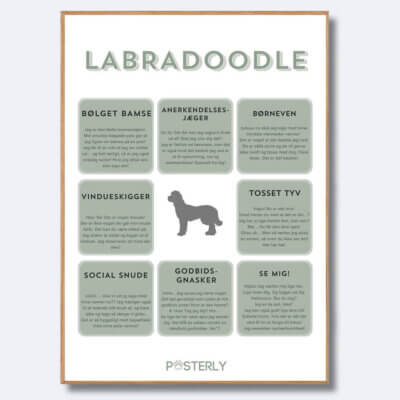 posterly labradoodle