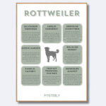 posterly rottweiler