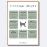 posterly siberian Husky