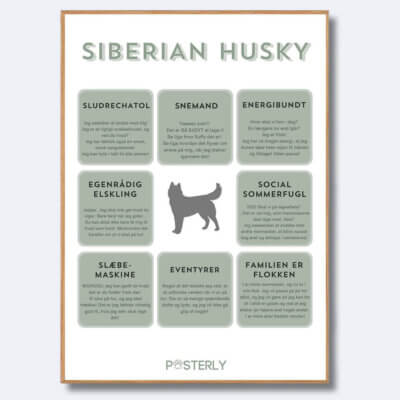 posterly siberian Husky