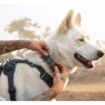Ruffwear-Front-Range-Halsbånd-Basalt-Gray-(1)