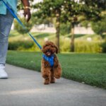 Ruffwear-Front-Range-Sele-Blue-Pool-(1)