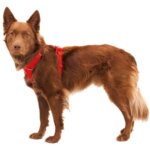 Ruffwear-Front-Range-Sele-Red-Canyon-(2)