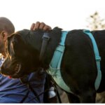 Ruffwear-Front-Range-Sele-River-rock-green-(3)