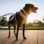 Ruffwear-Front-Range-Sele-Spring-Mountain-(1)