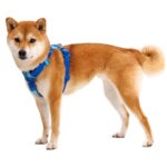 Ruffwear-Front-Range-sele-Coastal-Mountains-(5)