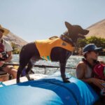 Ruffwear-Svømmevest-Wave-Orange-(1)