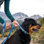 Ruffwear-Web-Reaction-Halsbånd-Blue-Pool