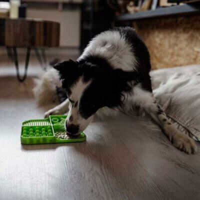 lick-mat-cuatro-grøn-hund lick-mat-cuatro-grøn-hund