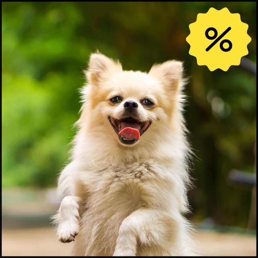Find masser af gode tilbud til hund her