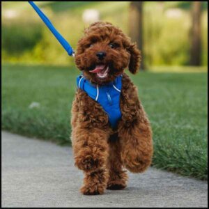 Hundeseler