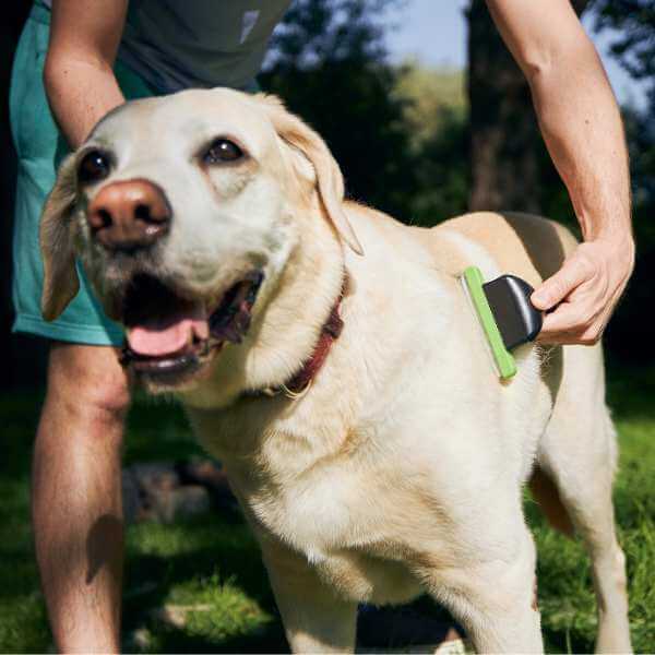 Tips til en skinnende og sund pels hos din hund