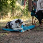 Ruffwear-Gnawt-a-stick-legetøj-Pool-blue