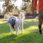 Ruffwear Gourdo Legetøj Purple (2)