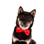 Butterfly-til-hund-forskellige-farver-10stk1