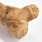 Gorilla-Tyggeben-af-kaffetræ-L1