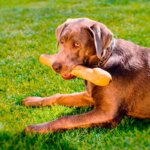 Gorilla-Tyggeben-af-kaffetræ-M1