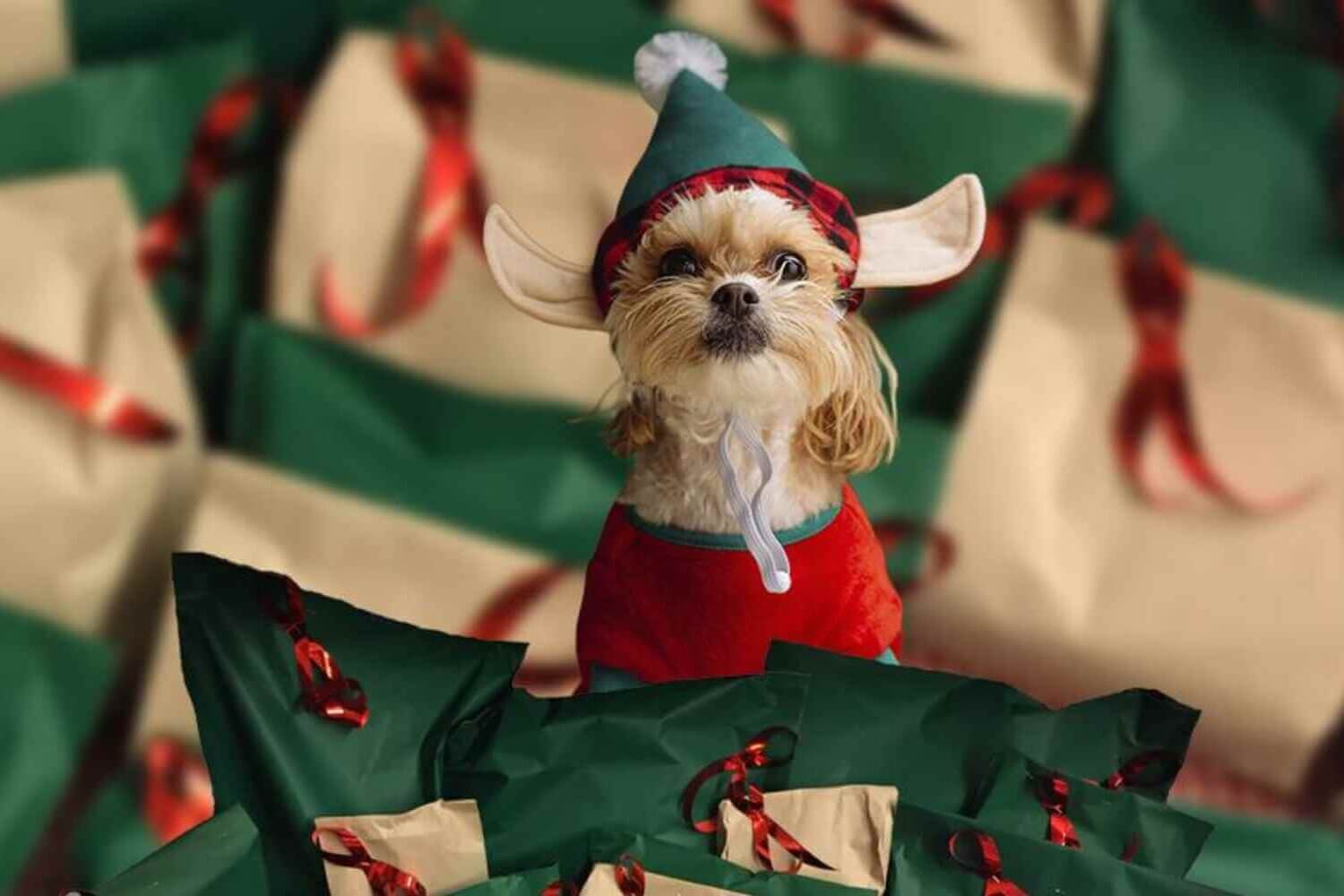 Køb årets julekalender hos Loppetjansen til din hund, kat, gnaver eller kanin
