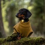 Orbiloc-dog-dual-gold-hund