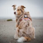 Orbiloc-dog-dual-hvid-hund