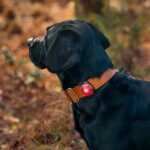 Orbiloc-dog-dual-rød-hund