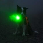 orbiloc-dog-dual-grøn-hund