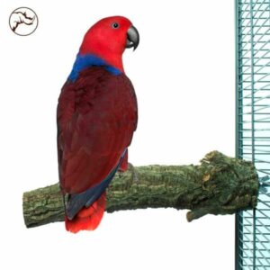 Back Zoo Corky Perch Large