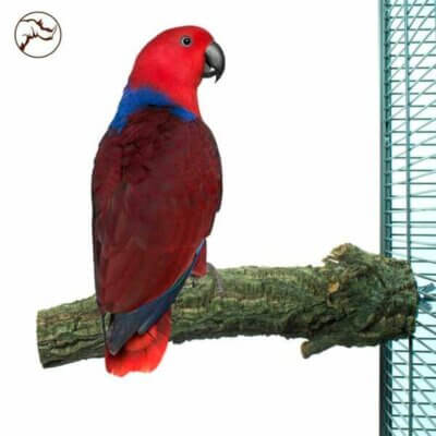 Back-Zoo-Corky-Perch-large