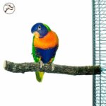 Back-Zoo-Corky-Perch-medium