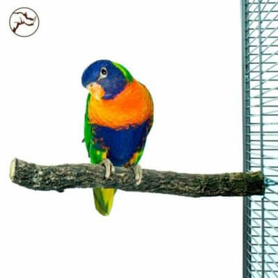 Back-Zoo-Corky-Perch-medium