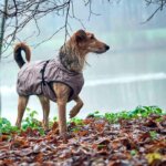 Hunter-Hundefrakke-Uppsala-Rosa2