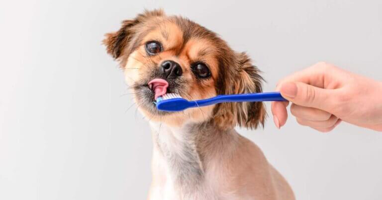 Tips til tandpleje hos hunde