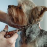 Buet groomingsaks