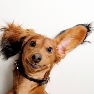 Ørepleje til hunde