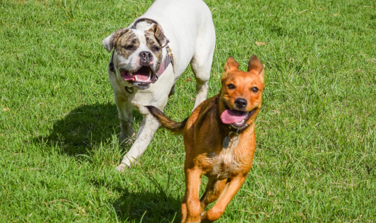 hunde i løbetid