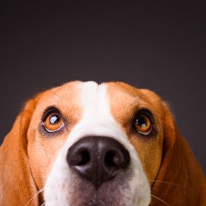 Øjenpleje til hunde