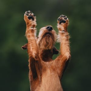 Negle- og potepleje til hunde