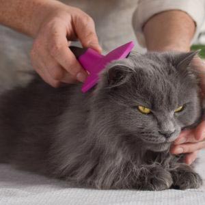 Kattebørster og kamme