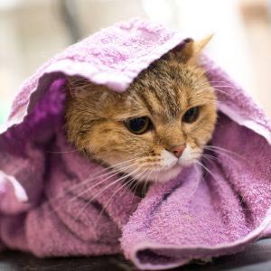 Føntørrer og pelstørring