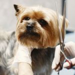 Grooming saks