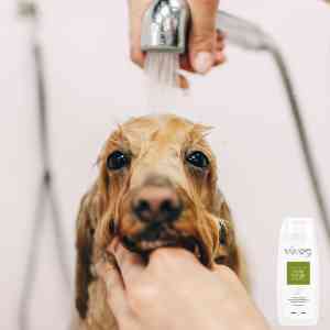 Shampoo