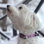 Finnero-Halvkvæler-hundehalsbånd-Camo-Pink2