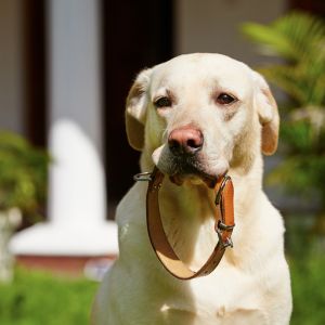 Hundehalsbånd i læder