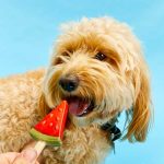 Hundeis-Frugt-is-Vandmelon2