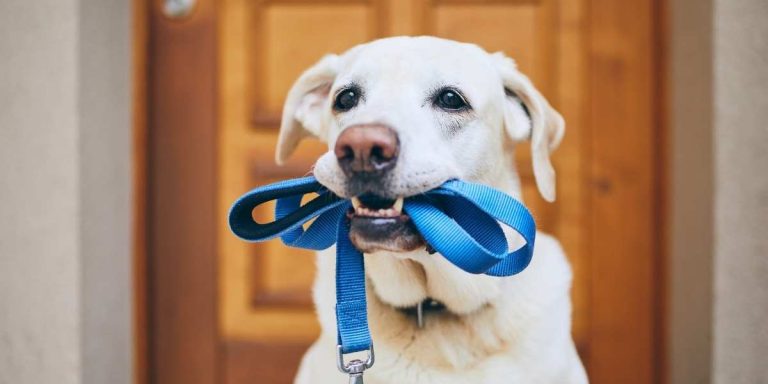 Gåture med hund: Guide til motion, pleje og de bedste tips