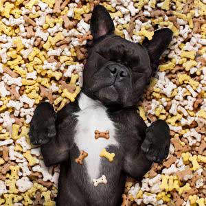 Godbidder til hund
