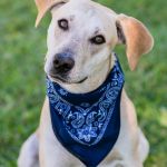 Butterfly, Bandana og sløjfer