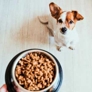 Hundefoder