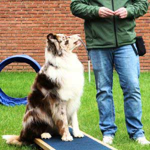 Hundetræning